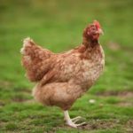 Influenza aviaire 2020: renforcement des mesures de prévention