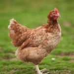 Influenza aviaire : passage en risque élevé – Communiqué de presse