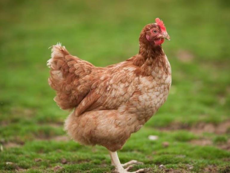Influenza aviaire : passage en risque élevé – Communiqué de presse