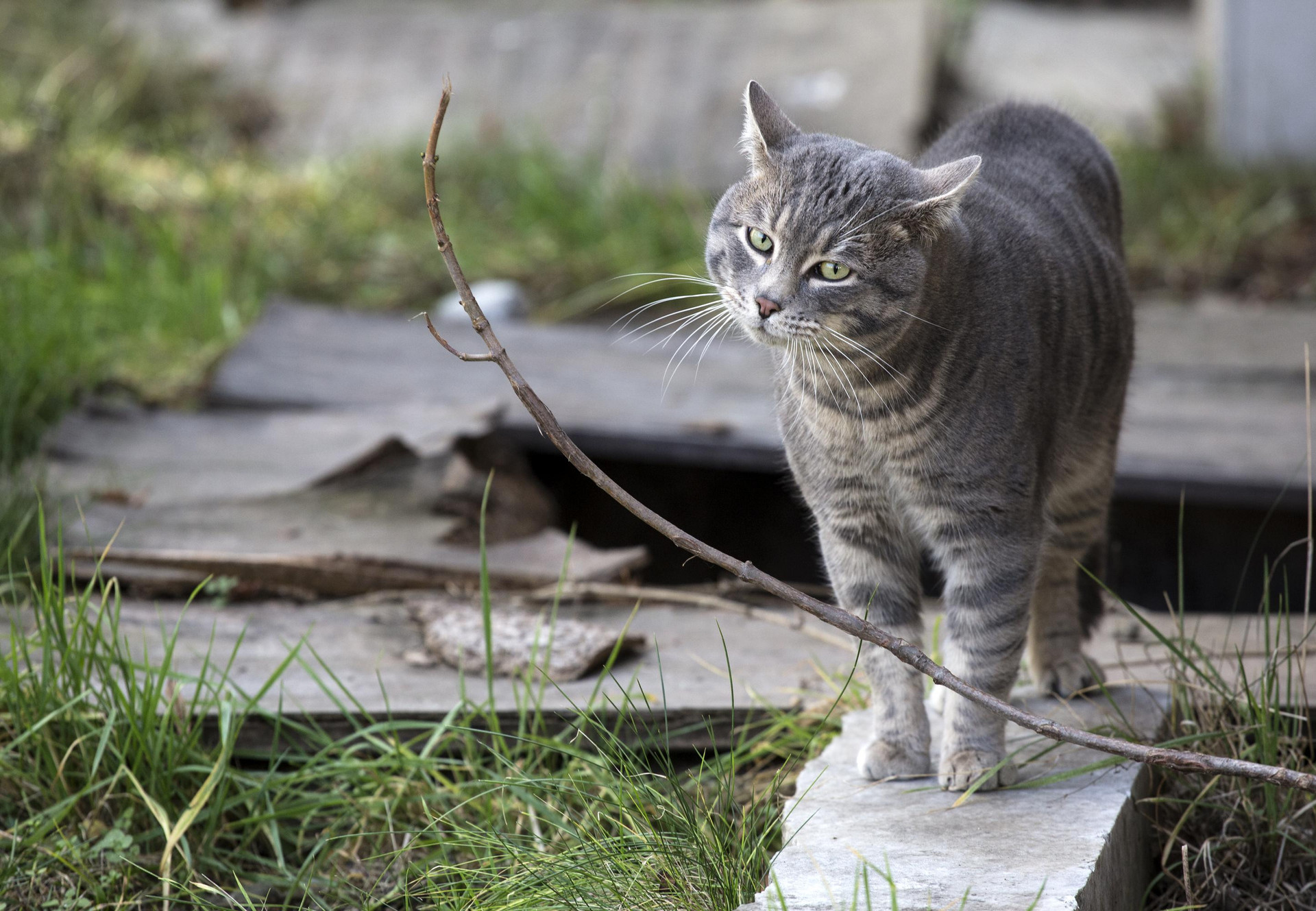 Nouvelle opération des chats errants