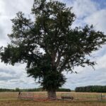 Abattage sécuritaire du Chêne de la Garouille